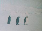 Аборигены Антарктиды